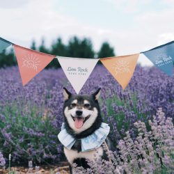 山旅 獅子山設計三角旗